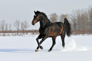 Fototapeta na wymiar Bay konia w zimie