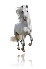 Fototapeta na wymiar biały koń samodzielnie