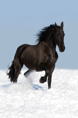 Fototapeta na wymiar czarne konie fryzyjskie na łące