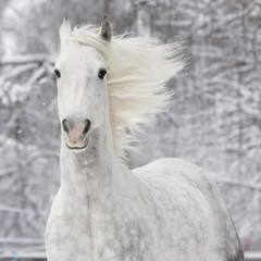biały koń w zimie - 29415665