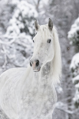 white horse in winter - 29415670