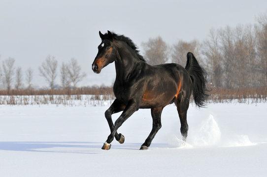 bay horse in winter