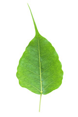 Bodhi or Peepal Leaf from the Bodhi tree