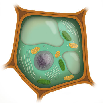 1,434 BEST Vacuole IMAGES, STOCK PHOTOS & VECTORS | Adobe Stock