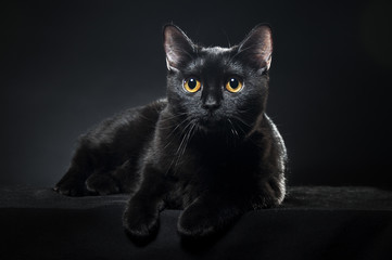 Naklejka premium British black cat
