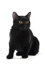 British black cat