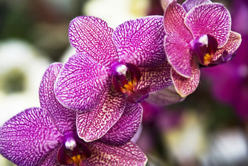 Orchideen
