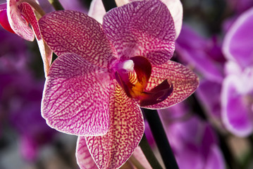 Orchideen