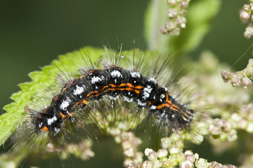 caterpillar
