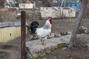 cock rooster comb cockscomb