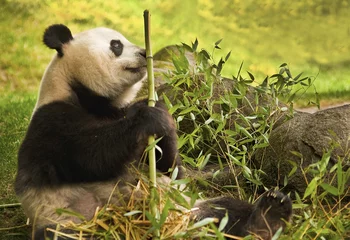 Cercles muraux Panda Panda