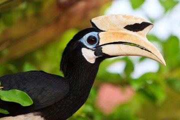 Palawan hornbill bird in close up © pwollinga