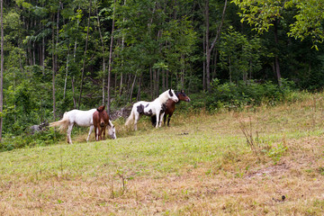Obraz na płótnie Canvas horses in field