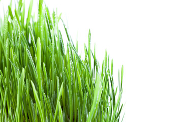 Fototapeta premium wet grass