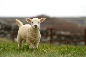 Crédence de cuisine en verre imprimé Moutons Irish baby sheep