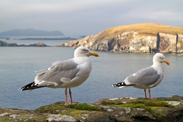 Seagulls on the irish coast - Co. Kerry