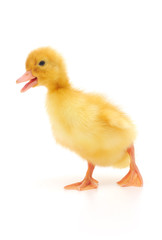 one duckling