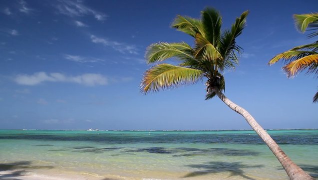 Palm on beach