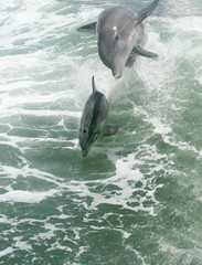 Dolphins playing