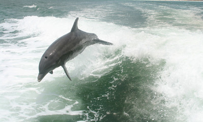 Dolphins playing
