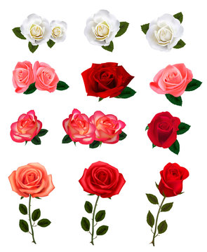 Set of a beautiful roses on a white background. Vector.