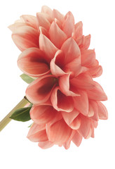 dahlia