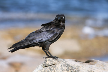 Black crow standing on rock