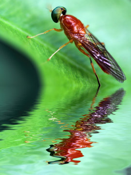 mouche sur feuille de ficus