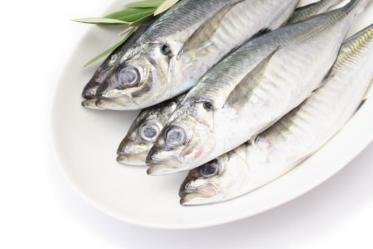 長崎産真鯵