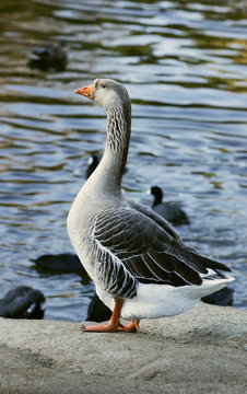 The Greylag goose standing near pond (Anser anser)