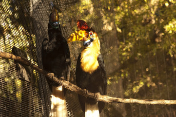 The Knobbed Hornbill couple (Aceros cassidix)