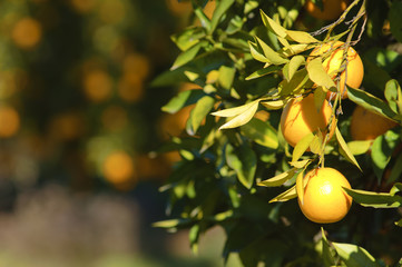 Oranges hanging on a tree