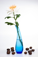 Chrysantheme in blauer Vase