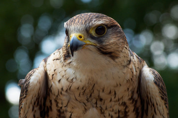 Saker Falcon