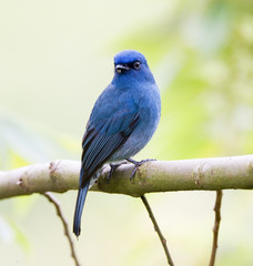 Nilgiri Flycatcher