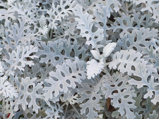 White leaves