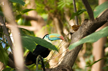 Wildlife. Tukan in Jungel © medwedja