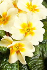 spring flowers