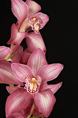 fiore singolo © fotocomo