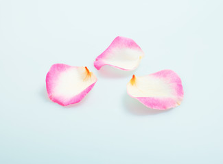 Fototapeta na wymiar Petals of pink rose