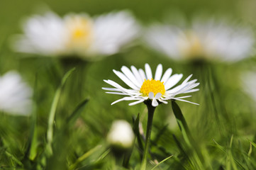 Flowers in the field