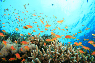 Lyretail Anthias fish and Acropora Corals