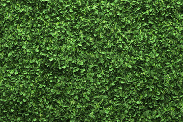 green box hedge background with green leaves - Powered by Adobe