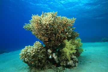 Fototapeta na wymiar Coral Pinnacle