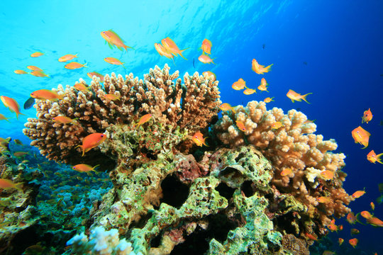 Coral Reef and Lyretail Anthias Fish