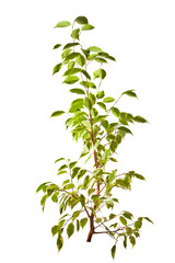 Obraz premium small isolated green tree