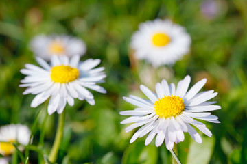 Obraz na płótnie Canvas Close-up of daisy flowers