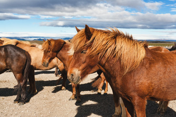 Icelandic horses