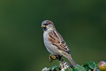 Sparrow on bush looking ahead
