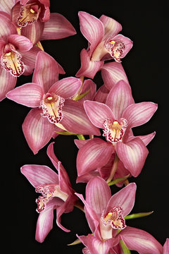 Fototapeta orchidea delle dee